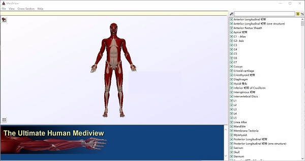 MediView三维解剖界面截图